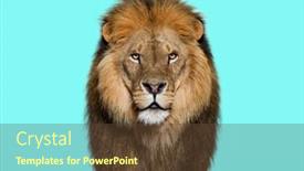  Presentation with male lion - Presentation theme featuring portrait-of-a-male-adult background and a tawny brown colored foreground