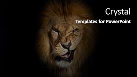  Presentation with male lion - Slide set having portrait-of-a-male-adult background and a black colored foreground