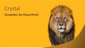  Presentation with male lion - Presentation design featuring portrait-of-a-male-adult background and a gold colored foreground