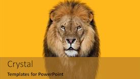  Presentation with male lion - Slide deck consisting of portrait-of-a-male-adult background and a gold colored foreground