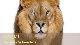  Presentation with male lion - PPT layouts enhanced with portrait-of-a-male-adult background and a tawny brown colored foreground