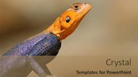  Presentation with agama - Slide set consisting of portrait-of-a-male-namib background and a coral colored foreground