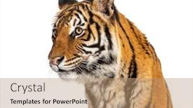  Presentation with tiger - Presentation theme having portrait-of-a-male-tiger background and a coral colored foreground