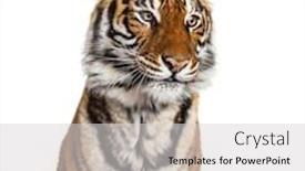 Presentation with tiger - Slide set featuring portrait-of-a-male-tiger background and a light gray colored foreground