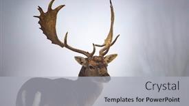  Presentation with deer - Presentation enhanced with portrait-of-a-male background and a light gray colored foreground