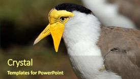  Presentation with australia - Colorful slide set enhanced with portrait of a masked lapwing vanellus miles northern territory australia backdrop and a tawny brown colored foreground