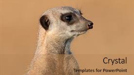  Presentation with south africa - PPT theme featuring portrait of a meerkat suricata background and a  colored foreground