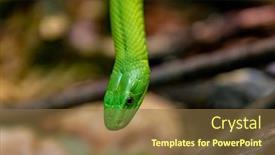  Presentation with green - Colorful slide set enhanced with portrait of a mortal snake the green mamba backdrop and a tawny brown colored foreground