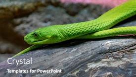 Presentation with green - Audience pleasing PPT theme consisting of portrait of a mortal snake the green mamba backdrop and a gray colored foreground