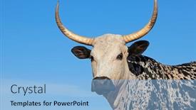  Presentation with indigenous - Cool new slide set with portrait-of-a-nguni-cow backdrop and a light blue colored foreground