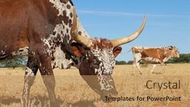  Presentation with indigenous - Audience pleasing slide deck consisting of portrait-of-a-nguni-cow backdrop and a coral colored foreground
