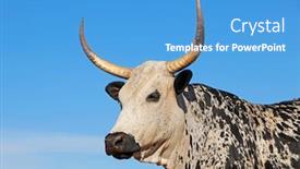  Presentation with south africa - Slides enhanced with portrait-of-a-nguni-cow background and a teal colored foreground