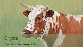  Presentation with indigenous - PPT theme enhanced with portrait-of-a-nguni-cow background and a  colored foreground
