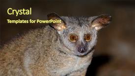  Presentation with south africa - Presentation design with portrait of a nocturnal greater background and a wine colored foreground