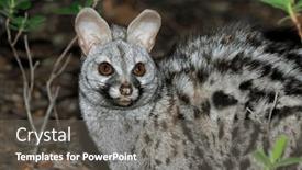  Presentation with south africa - PPT layouts having portrait-of-a-nocturnal background and a gray colored foreground
