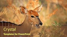  Presentation with kruger - Theme featuring portrait-of-a-nyala-antelope background and a tawny brown colored foreground