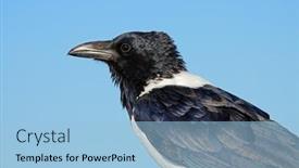  Presentation with sky blue - Presentation enhanced with portrait-of-a-pied-crow background and a light blue colored foreground