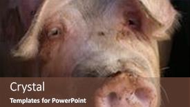  Presentation with pig - Presentation theme featuring portrait-of-a-pig background and a tawny brown colored foreground