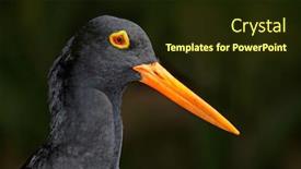  Presentation with south africa - Slide set with portrait-of-a-rare-african background and a wine colored foreground