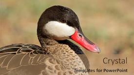  Presentation with teal - PPT theme having portrait-of-a-red-billed background and a coral colored foreground