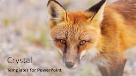  Presentation with fox - Slide set consisting of portrait-of-a-red-fox background and a mint green colored foreground