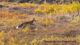  Presentation with fox - Presentation having portrait-of-a-red-fox background and a coral colored foreground