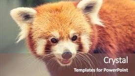 Presentation with red panda - Beautiful theme featuring portrait of a red panda backdrop and a violet colored foreground