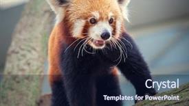  Presentation with red panda - Theme having portrait of a red panda background and a wine colored foreground