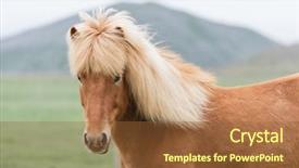  Presentation with light colors - PPT theme consisting of portrait of a redhead icelandic background and a tawny brown colored foreground