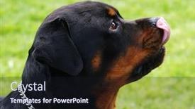  Presentation with deutsche deutsch rottweiler guard dog - Presentation theme having portrait of a rottweiler background and a wine colored foreground