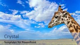  Presentation with beautiful skin - Audience pleasing slides consisting of portrait-of-a-sad-giraffe backdrop and a light blue colored foreground