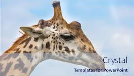  Presentation with beautiful skin - Amazing presentation having portrait-of-a-sad-giraffe backdrop and a sky blue colored foreground