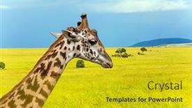  Presentation with jeep - Audience pleasing presentation theme consisting of portrait-of-a-sad-giraffe backdrop and a gold colored foreground
