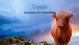  Presentation with cow - Slide deck consisting of portrait-of-a-scottish-highland background and a light blue colored foreground