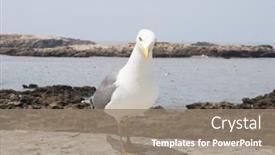  Presentation with seagull - Beautiful slides featuring portrait-of-a-seagull-essaouira backdrop and a gray colored foreground