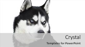  Presentation with husky - Theme featuring chairs - chair at her working place background and a light gray colored foreground.