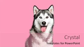  Presentation with husky - Presentation consisting of portrait-of-a-siberian-husky background and a coral colored foreground