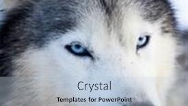  Presentation with husky - Audience pleasing presentation theme consisting of portrait of a siberian husky dog backdrop and a light blue colored foreground
