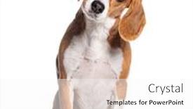  Presentation with beagle dog - Slides enhanced with portrait-of-a-sitting-beagle background and a white colored foreground