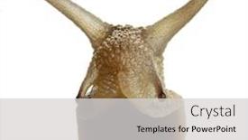 Presentation with snail - PPT layouts featuring portrait-of-a-snail background and a light gray colored foreground