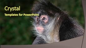  Presentation with spider - Beautiful PPT layouts featuring portrait of a spider monkey backdrop and a wine colored foreground