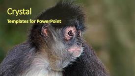  Presentation with monkey - PPT layouts consisting of portrait of a spider monkey background and a tawny brown colored foreground