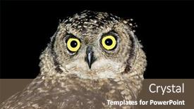  Presentation with eagle - Presentation design consisting of portrait-of-a-spotted-eagle background and a coral colored foreground