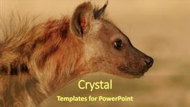  Presentation with kalahari - Theme featuring portrait of a spotted hyena crocuta crocuta kalahari south africa background and a tawny brown colored foreground