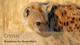  Presentation with national - PPT theme featuring portrait-of-a-spotted-hyena background and a coral colored foreground