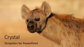  Presentation with south africa - Beautiful presentation featuring portrait of a spotted hyena crocuta crocuta kalahari south africa backdrop and a gold colored foreground
