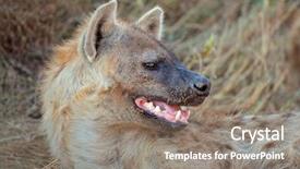  Presentation with south africa - Slide set consisting of portrait of a spotted hyena crocuta crocuta showing its powerful jaws south africa background and a gray colored foreground