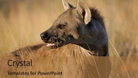  Presentation with kalahari - Beautiful slides featuring portrait of a spotted hyena crocuta crocuta kalahari south africa backdrop and a coral colored foreground