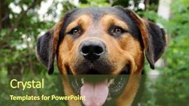  Presentation with hotdog corn dog street junk - Presentation design consisting of portrait of a street dog background and a tawny brown colored foreground