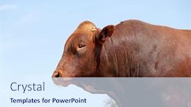  Presentation with south africa - Presentation theme enhanced with portrait-of-a-stud-bonsmara background and a sky blue colored foreground